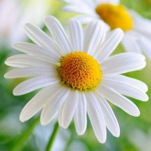 Meet your Posher, Daisy88